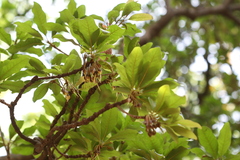 Madhuca longifolia var. latifolia